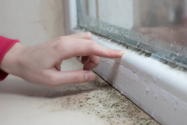 Best Attic Mold Removal  in West Union, OH