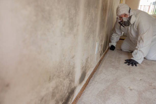 Best Mold Odor Removal Services  in West Union, OH